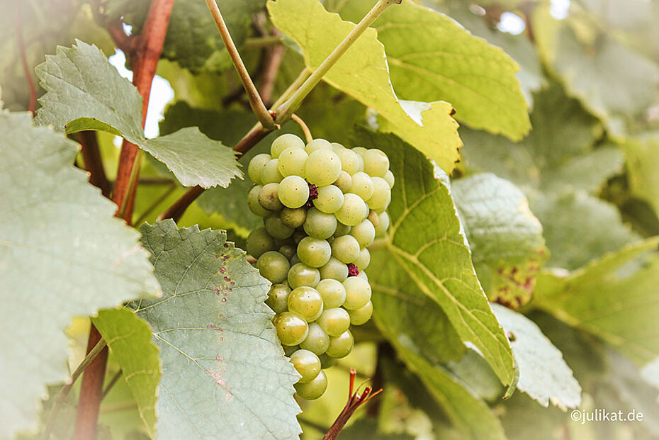 Rieslingtrauben