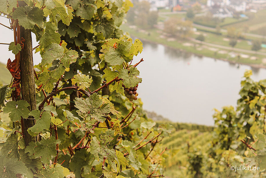 Blick durch die Weinreben am Steilhang