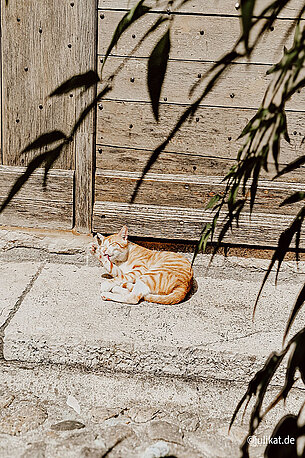 Eine Katze putzt sich im Sonnenlicht.