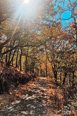 Sonniger Waldweg