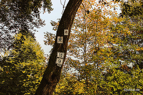 Baum mit Wanderbeschilderung