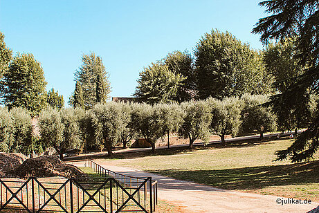 Olivenhaine im Forum Romanum