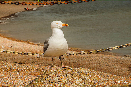 Möwe am Strand