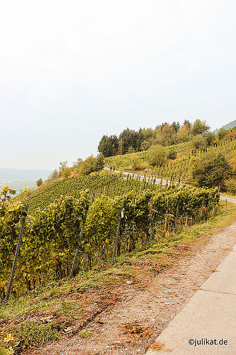 Weg entlang der Weinreben