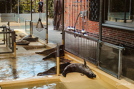 Junge Robben in der Seehundstation