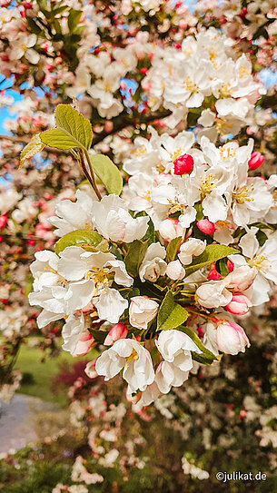 Prächtige Apfelblüte