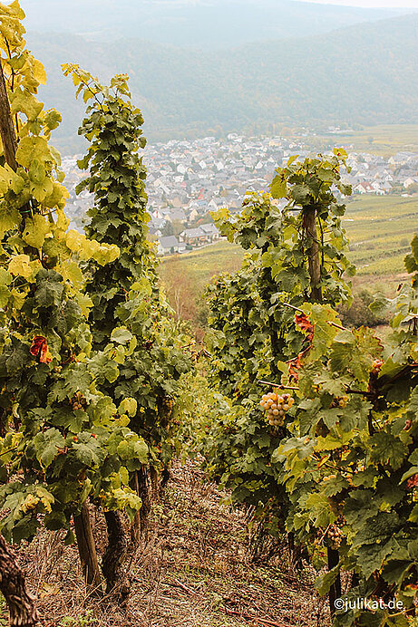 Weinreben im Herbst