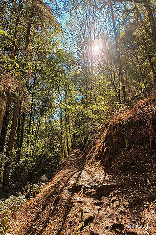 Sonniger Waldweg