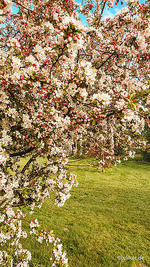 Apfelblüte auf grüner Wiese